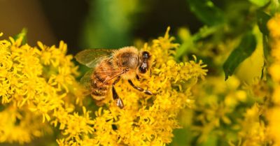 Rok więzienia w zawieszeniu za otrucie ponad 7,5 mln pszczół